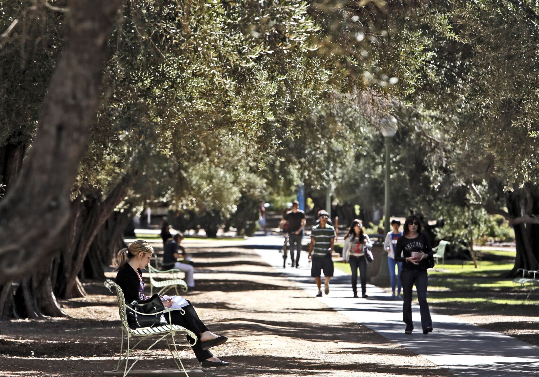 Make a scene: Olive trees